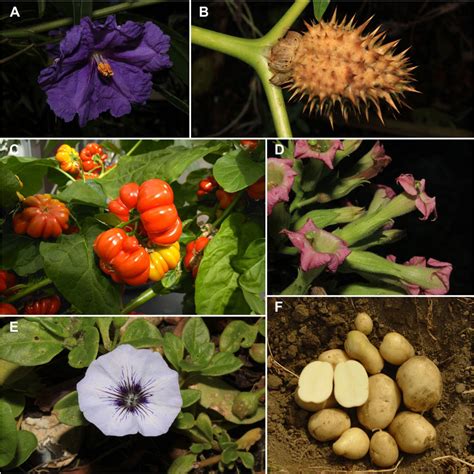 tuberosum), and eggplant (S. . Solanaceae family plants list